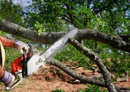 Best Tree Removal Services  in Von Ormy, TX